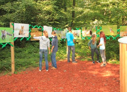Expo renard